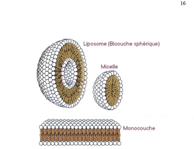 Figure  1.7  Structure des différentes formes  de rassemblement  des phospholipides 13 