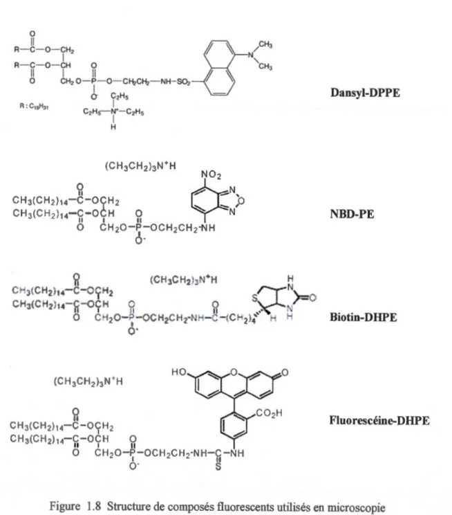 Figure  1.8  Structure de composés fluorescents utilisés en  microscopie 