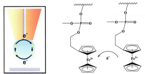 Figure  1.14  A la surface d'une ultra-microélectrode, l'activité du ferrocène  est stimulée par l' établissement d'un potentiel rédox 