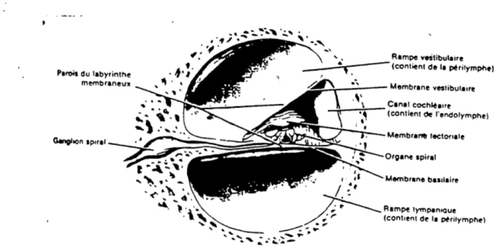 Figure 2.2 Coupe transversale de la cochlee [1]