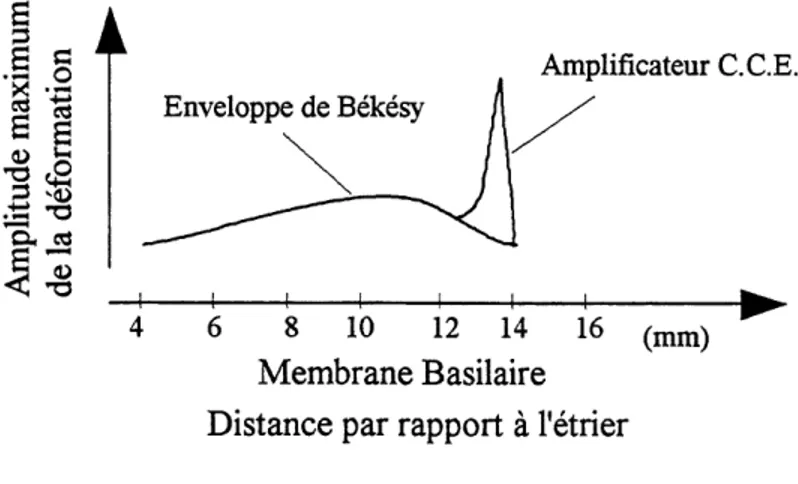 Figure 2.6 Enveloppe de la vibration de la membrane basilaire pour une frequence moyenne [2]