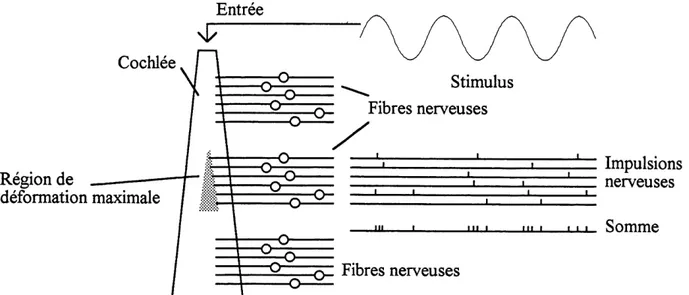 Figure 2.11 Illustration des sequences de decharges de six fibres nerveuses stimulees par une onde sonore sinusoi'dale [2]