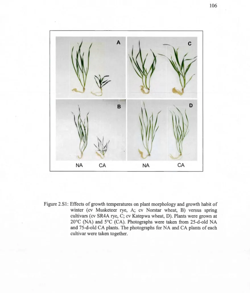 Figure 2.S  1:  Effects of  growth temperatures on plant morphology and growth  habit of  winter  (cv  Musketeer  rye,  A;  cv  Norstar  wheat,  B)  versus  spring  cultivars  (cv  SR4A rye, C;  cv  Katepwa wheat,  0)