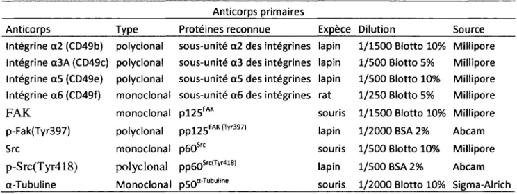 Tableau 8. Anticorps primaires utilisés pour les analyses Western Blot 