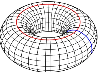 Figure 1 – Le tore, avec ses deux cycles d’ordre 1 indiqués. Version éditée d’une image produite par l’utilisateur de Wikipedia YassineMrabet.
