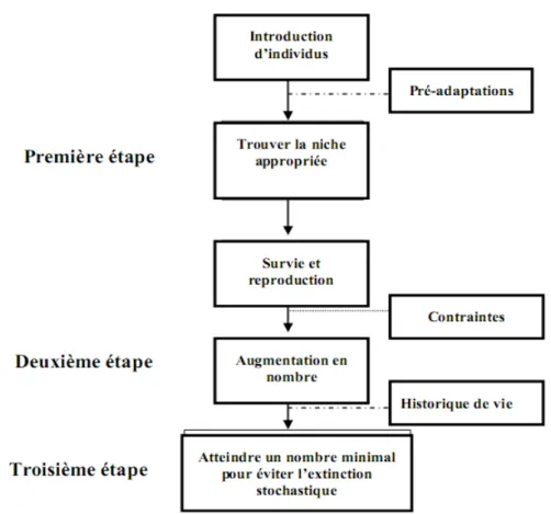 Figure 1.1:  Représentation  schématique  des  trois  principales  étapes  qu’une  espèce  peut  surmonter  pour  s’établir  dans  un  nouvel  environnement