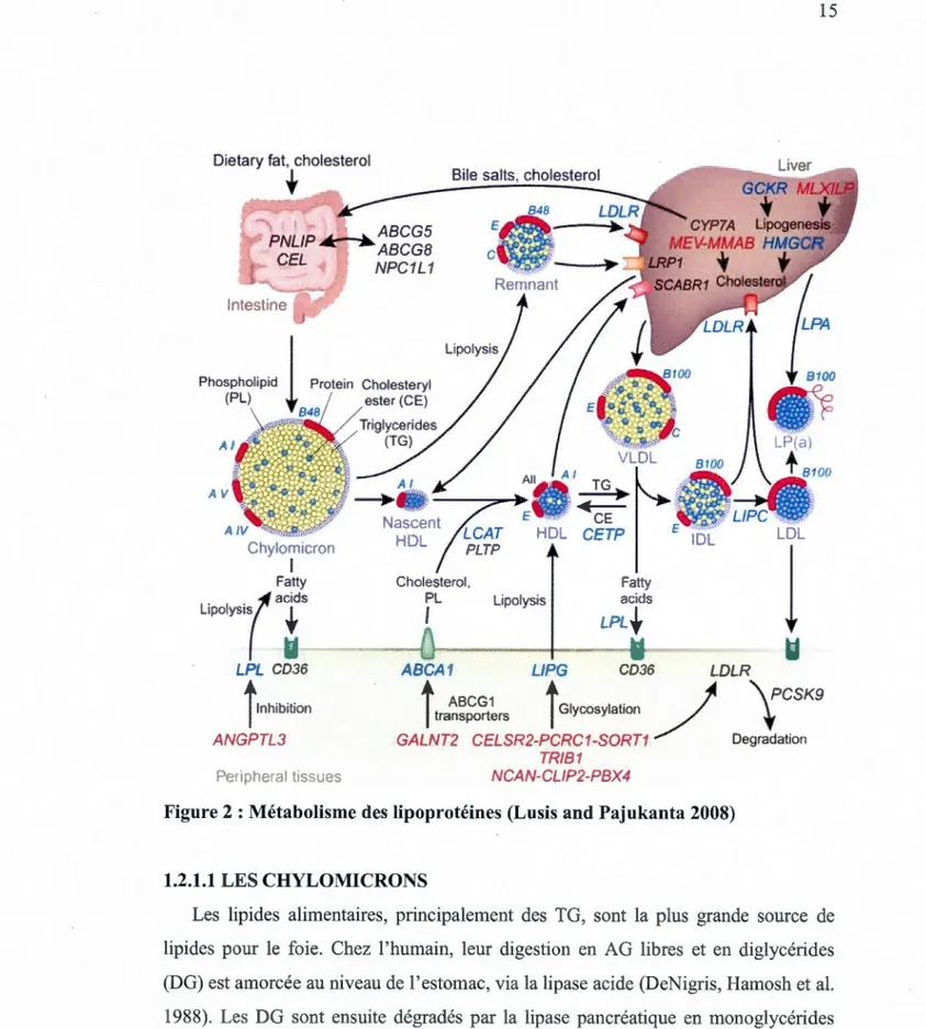 Figure 2 : Métabolisme des lipoprotéines (Lusis and Pajukanta 2008) 
