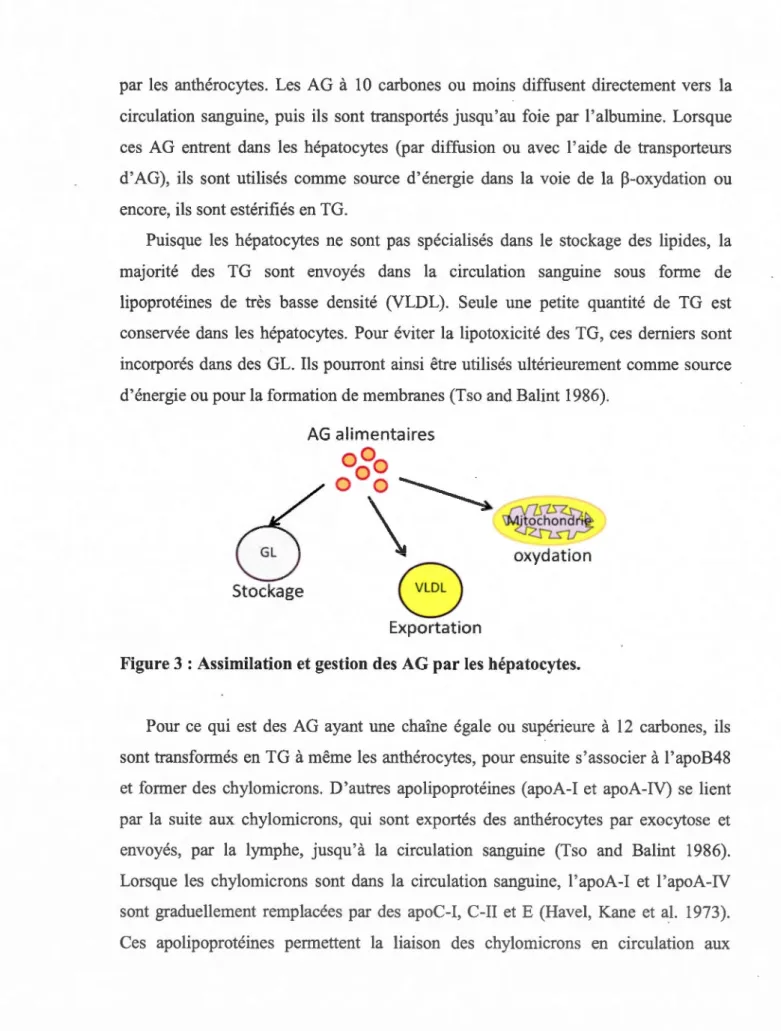 Figure 3 : Assimilation et gestion des AG par les hépatocytes. 