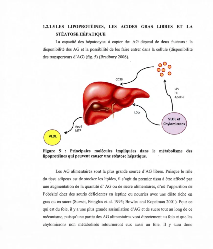 Figure  5  :  Principales  molécules  impliquées  dans  le  métabolisme  des  lipoprotéines qui peuvent causer une stéatose hépatique