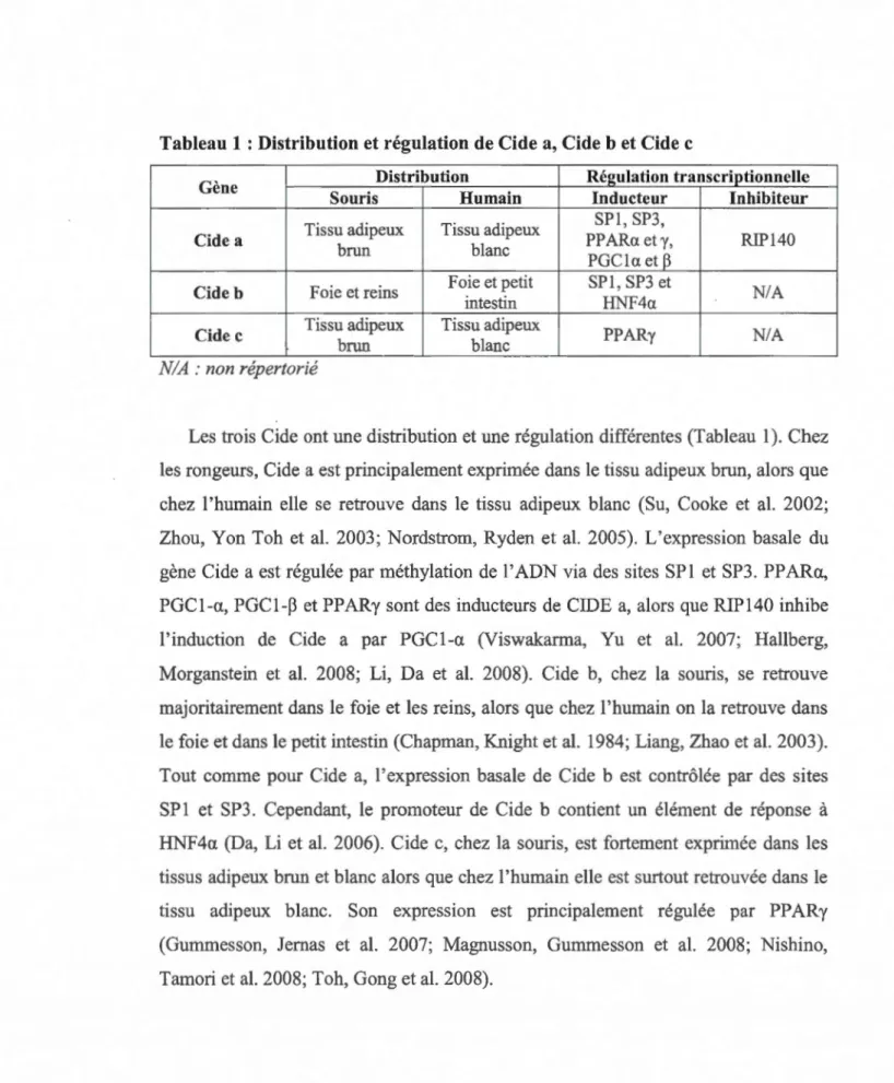 Tableau 1 : Distribution et régulation de Cide a, Cide b et Cide c 