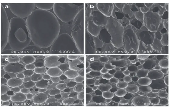 Figure III.1. Images SEM de formulation de mousse de polyuréthane (a) et des échantillons  des mousses polyuréthane avec l’argile organique : (b) 0,25 % en poids, (C) 0,50 % en poids 