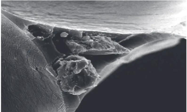 Figure III.8. Micrographe SEM d'une section transversale de la mousse de polyuréthane  flexible avec du carbonate de calcium (grossissement de 1000x)