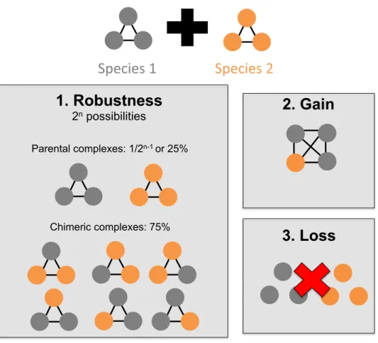Figure  1.  Scenarios  of  the  evolution  of  protein  complexes  after  inter-species  hybridization