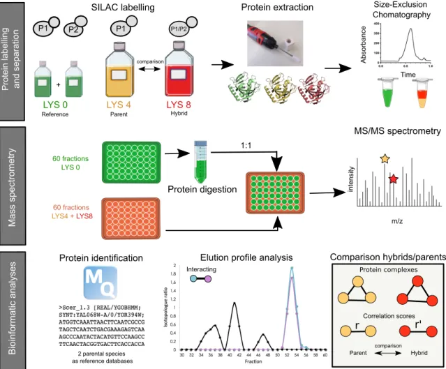 Figure  2.  Workflow  of  the  SEC-PCP  SILAC  method  used  for  the  detection  of  the  protein  complexes