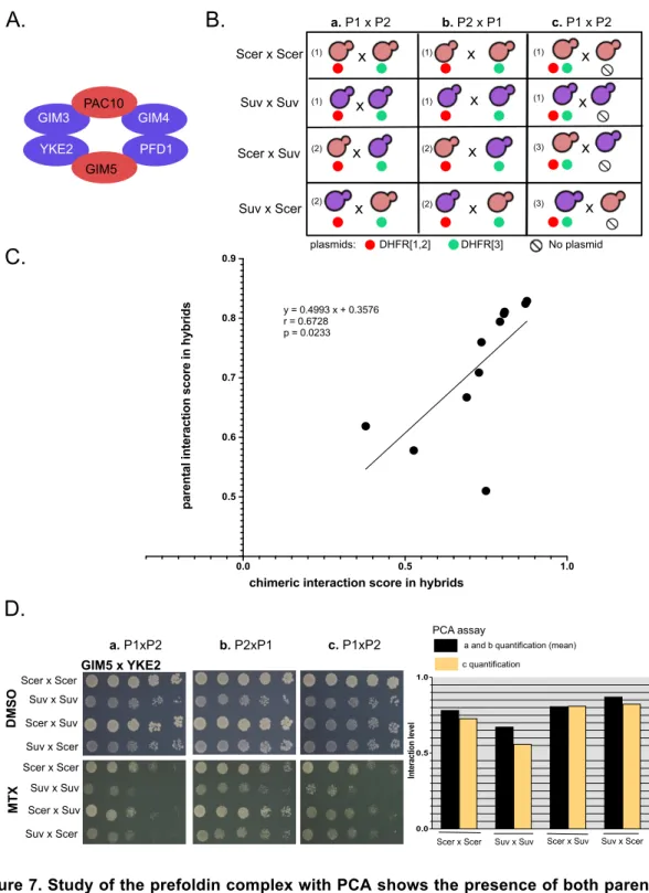 Figure 7. Study of the prefoldin complex with PCA shows the presence of both parental and  chimeric  interactions  in  hybrids