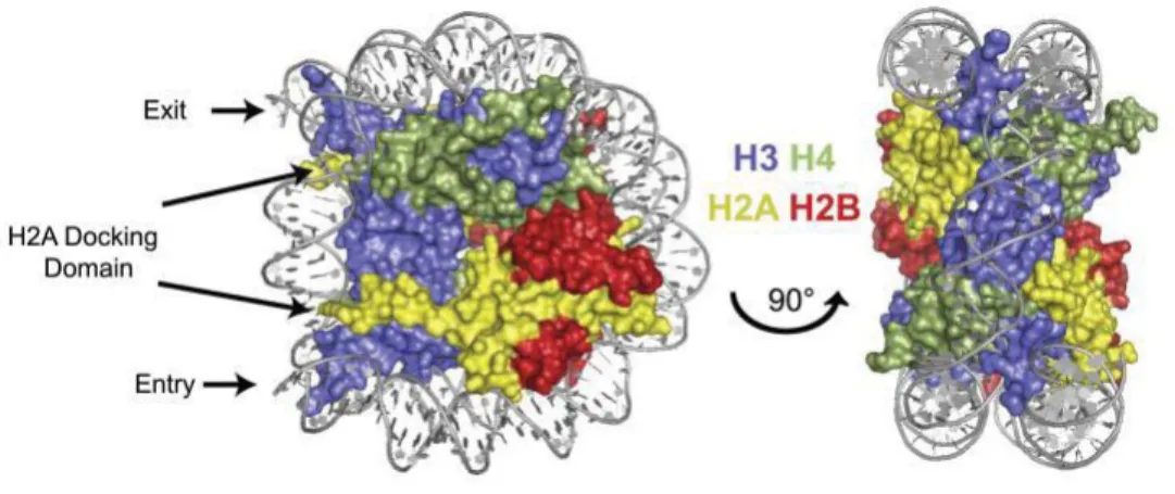Figure 1.1 Nucleosome structure in front (left) and side view (right), showing that (H3/H4)2  is at the center of the DNA wrap, with two dimers of H2A/H2B docked at the edges, near the  DNA entry and exit locations