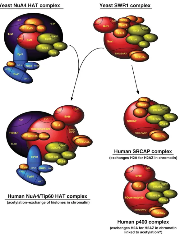 Figure 1.6 SWR1-related complexes in yeast and mammalian cells. Note: The full subunit  composition of a p400 complex independent of the Tip60–p400 is partly speculative based on  the literature and unpublished data (Billon and Cote, 2013)