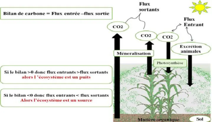 Figure 02 : La séquestration de carbone au niveau d’un agroécosystème : prairie  permanente  (Chenu et al., 2014)