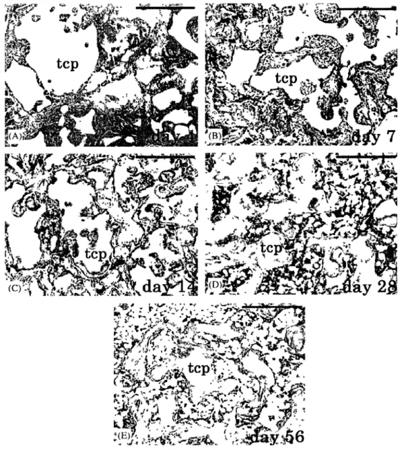 Figure 2.1 Chronological histology for samples harvested after (A) Day 4: no new bone  formation, (B) Day 7: Bone formation occurred in the peripheral region of p-TCP, (C) Day 