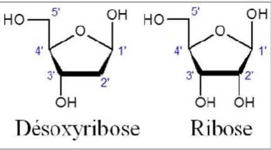 Figure 3. Sucres à 5 carbones. 