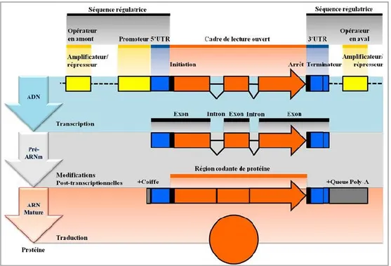 Figure 4. Résumé des principales étapes de la production de protéines. 