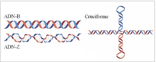 Figure 5. Différentes structures secondaires retrouvées dans l’ADN par appariement  de bases canonique de type Watson-Crick