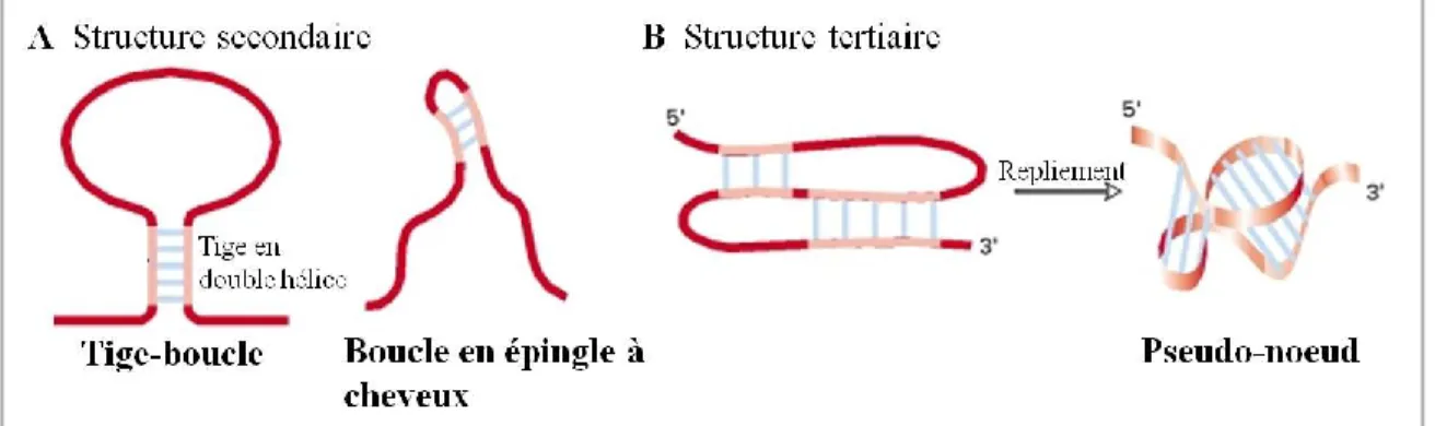 Figure  6.  Différentes  structures  secondaires  et  tertiaires  retrouvées  dans  l’ARN  par  appariement de bases canonique de type Watson-Crick