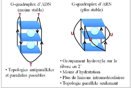 Figure 8. Différences entre les G-quadruplex d’ADN et d’ARN.  