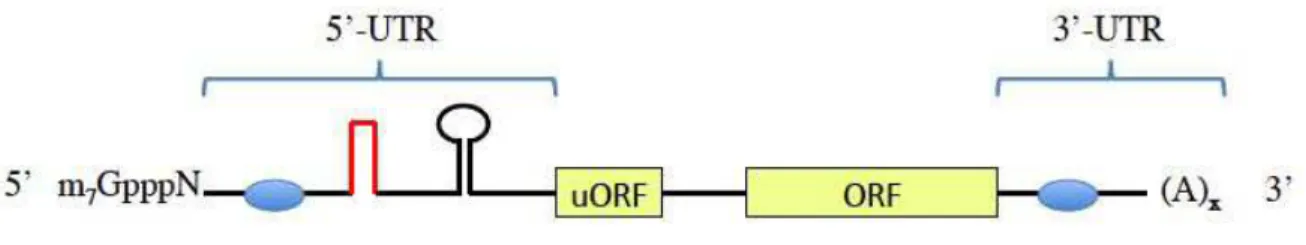 Figure 1. Structure généra.e de .’ARNm. 