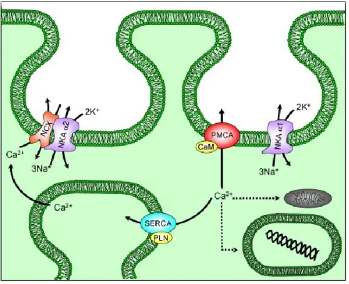 Figure 1. Calcium homeostasis in smooth muscle 