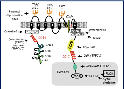 Figure 4 Structure of TRPC channels 