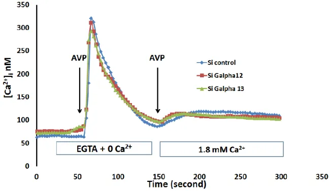 Figure 8 Calcium imaging in A7r5 cells treated with control Gα12 and Gα13 siRNA  The  decrease  of  expression  of  Gα12  and  Gα13  in  A7r5  does  not  alter  the  Ca 2+   entry  induced by100 nM AVP