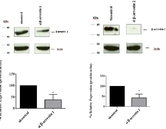 Figure 9 The expression of β-arrestin 1 and β-arrestin 2 are reduced in siRNA treated  T6.11 cells 