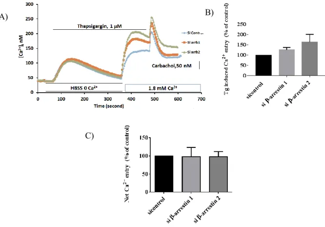 Figure 10 Reduced level of expression of β-arrestin 1 and β-arrestin 2 in T6.11 cells  increases  Thapsigargin  induced  Ca 2+   entry  through  SOCE  and  do  not  change  in  carbachol induced Ca 2+  entry through ROCE 