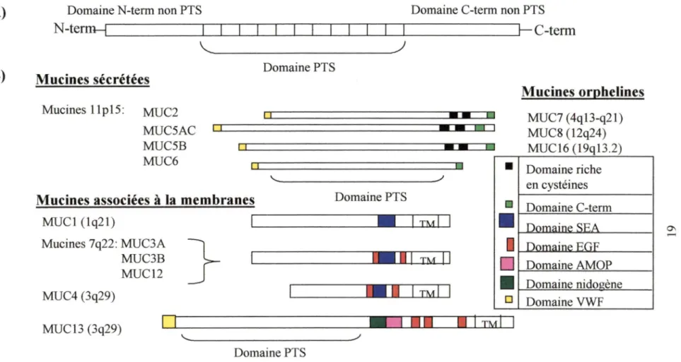 Figure 5:  Comparaison  des  séquences  polypeptidiques des  familles  des  mucines.  A)  La structure  générale  des  mucines  comprend  un  domaine  central  PTS  (riche en cystéines) et un  domaine  non PTS en N-terminal  et en  C-terminal