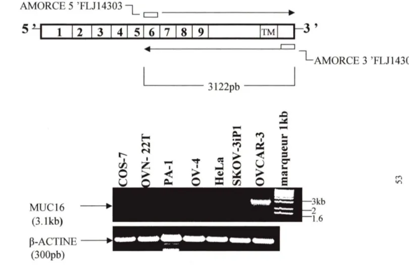 Figure 12: Amplification de l'extrémité 3' de MUC16 par RT-PCR.  A) L'amplification a été réalisée avec une amorce à l'extrémité 3' de MUC16 et une à 3,lkb  de  l'extrémité  3' 