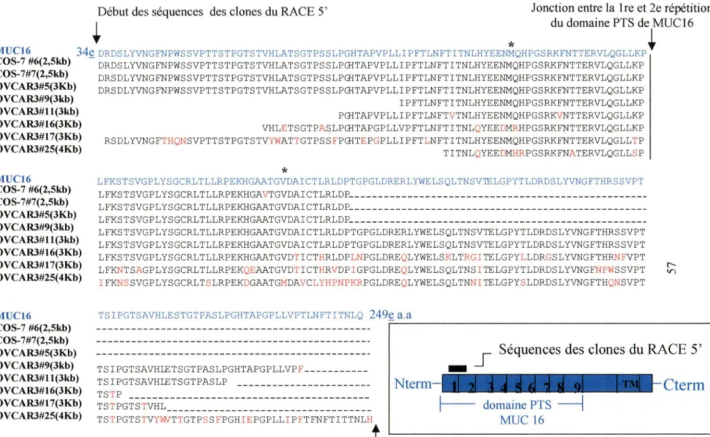 Figure 14: Alignement des séquences d'acides aminés  des produits du  premier  RACE S' avec la séquence de MUC16