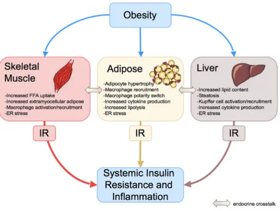 Figure 1.4 Obésité et développement de la RI et de l’inflammation systémique. 