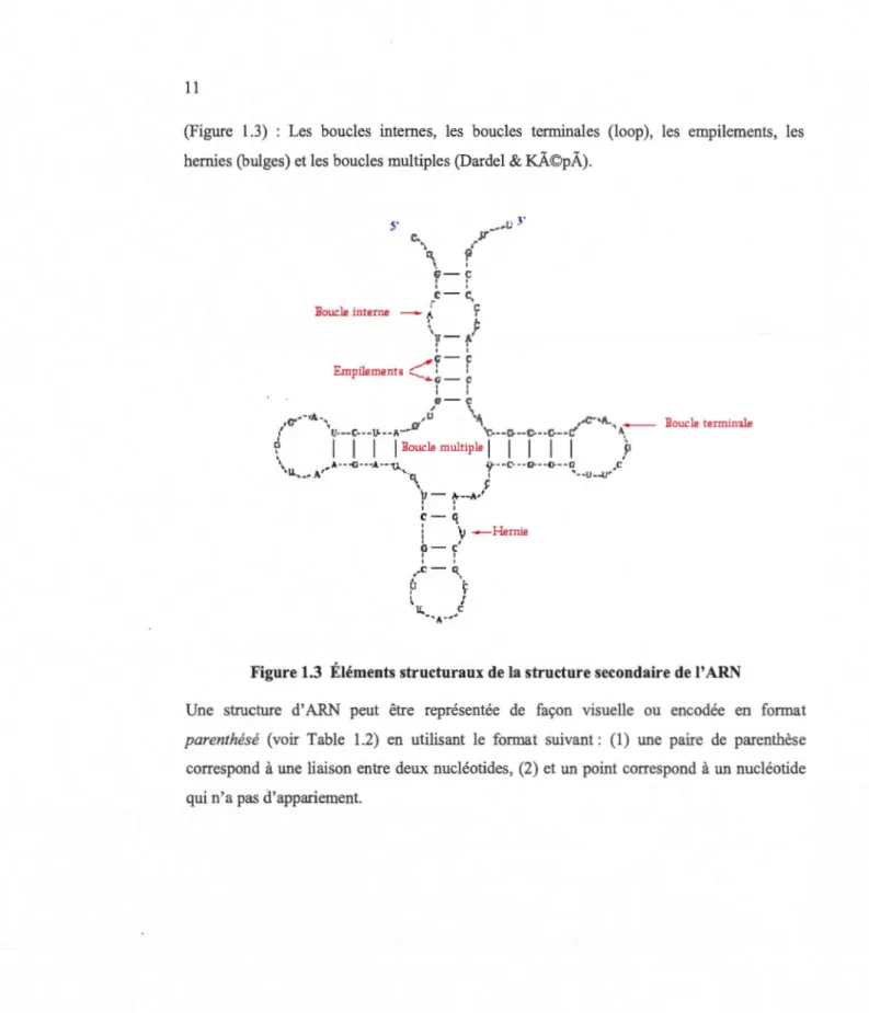 Figure 1.3  Éléments structuraux de la structure secondaire de l'  ARN 
