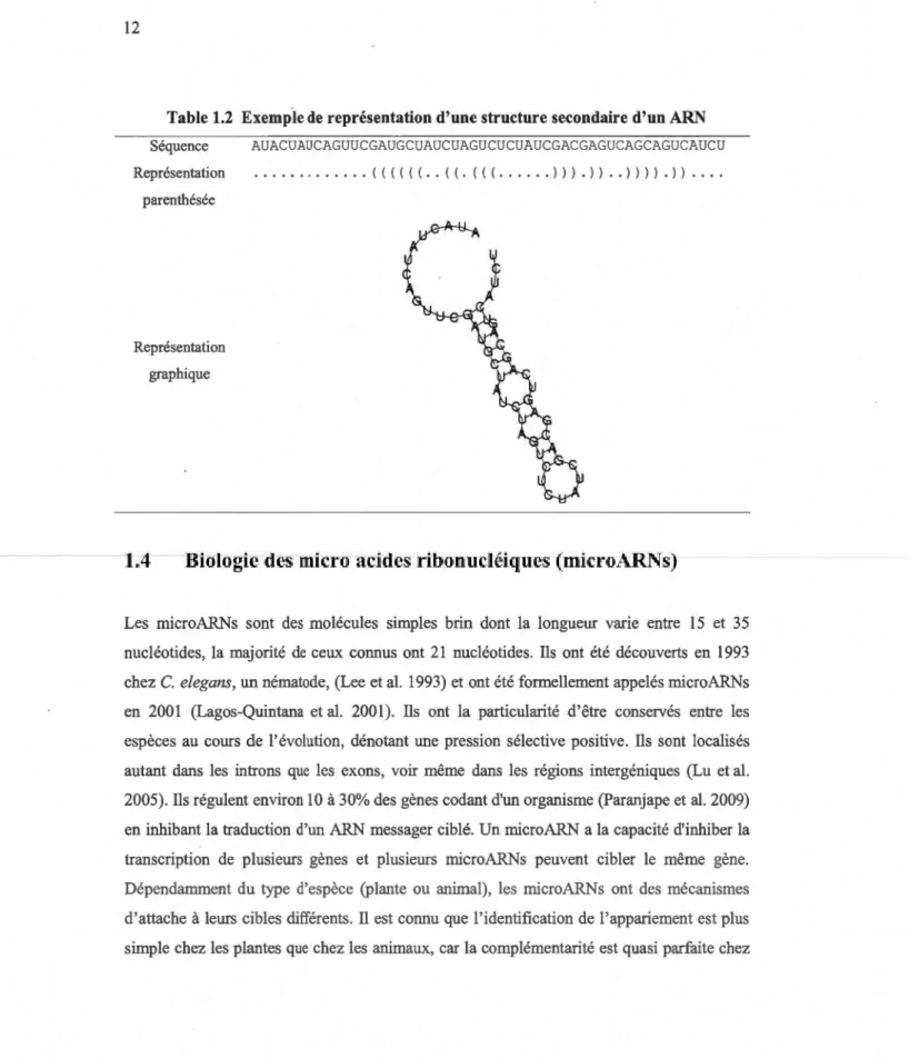 Table 1.2  Exemp. le de  représentation d'une structure secondaire d'un ARN  Séquence  AUACUAUCAGUUCGAUGCUAUCUAGUCUCUAUCGACGAGUCAGCAGUCAUCU  Représentation  .....