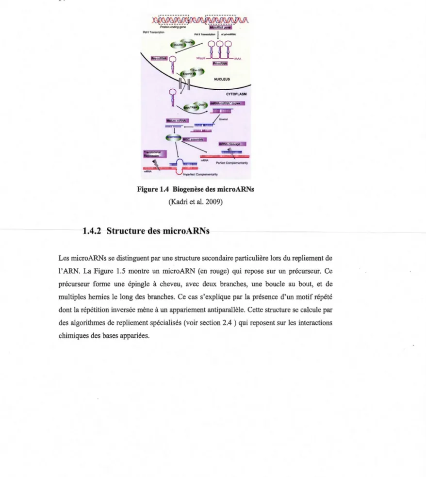 Figure 1.4  Biogenèse des microARNs  (Kadri et al.  2009) 