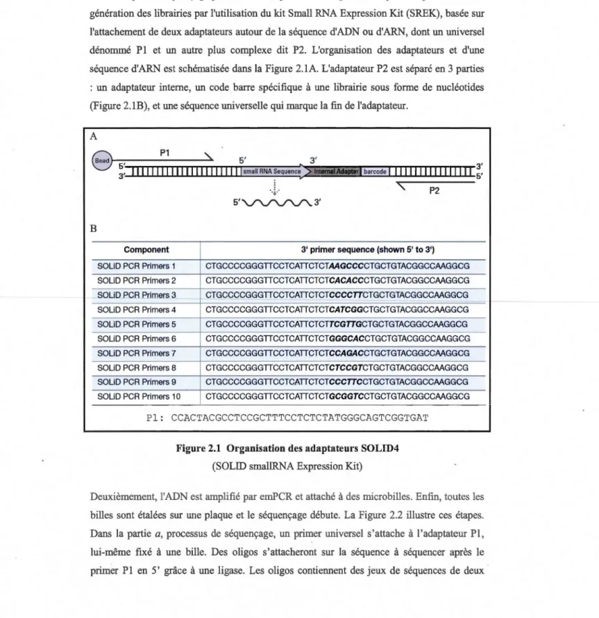 Figure 2.1  Organisation des  adaptateurs  SOLID4  (SOLID smallRNA Expression Kit) 