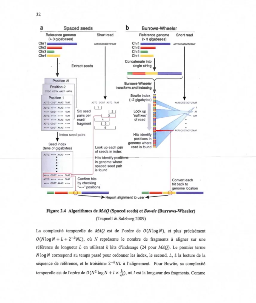 Figure 2.4  Algorithmes de  MA Q  (Spaced seeds) et  Bowtie  (Burrows-Wheeler)  (Trapnell  &amp;  Salzberg 2009) 