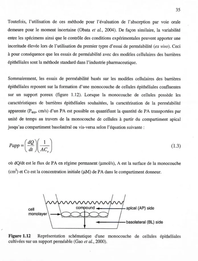 Figure 1.12  Représentation  schématique  d'une  monocouche  de  cellules  épithéliales  cultivées -sur un  support perméable (Gao  et al.,  2000)