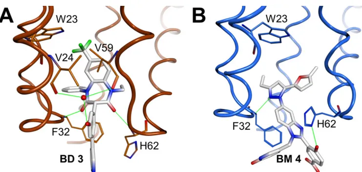 FIG 3 Structural comparisons illustrating the differing effects of BD and BM inhibitor binding on the CA NTD conformation