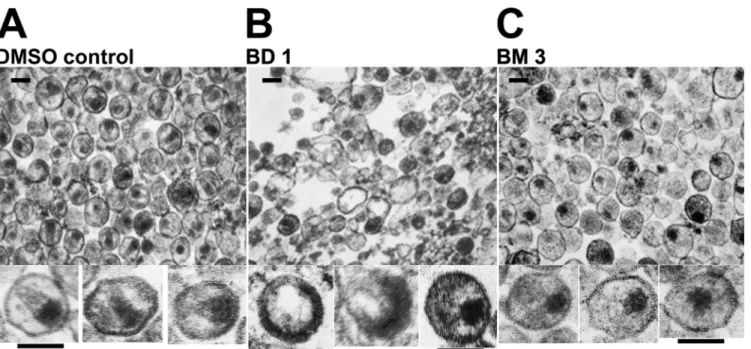 FIG 6 Identities and structural locations of viral resistance mutations selected by treatment with BD (A) and BM (B) inhibitors