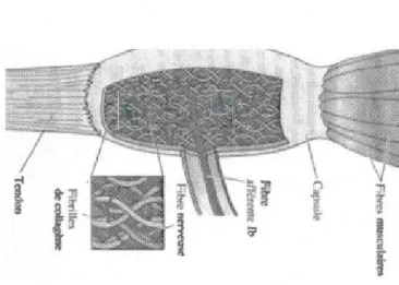 Figure 2.2  : Structure d'un  organe tendineux de Golgi (OTC) (Purves, 2005) 