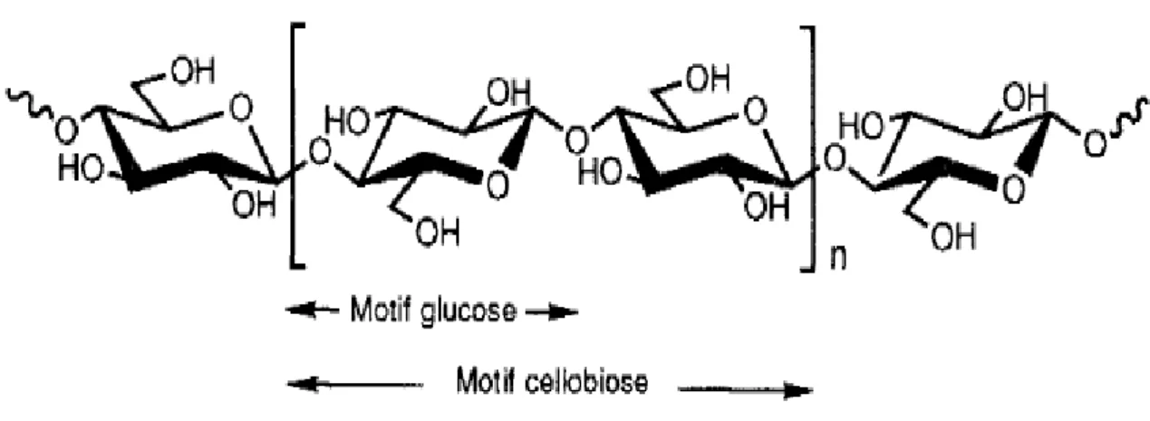 Figure I.7 : Représentation schématique de la molécule de cellulose [65]