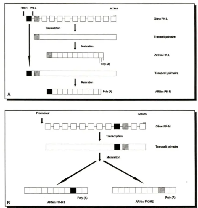 FIGURE 2.  Représentation schématique de  l'expression des gènes PK-Let PK-M. 
