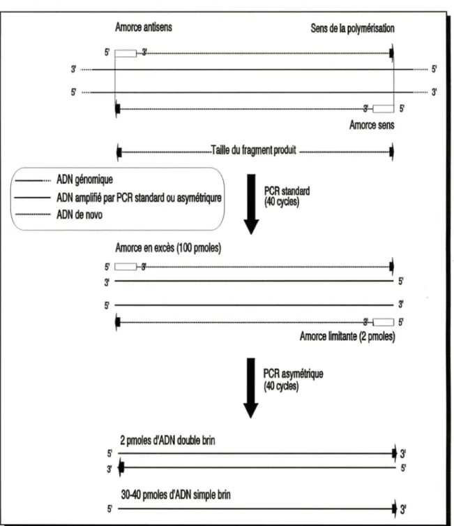 FIGURE 6. Aperçu de la procédure en deux étapes pour la génération d'ADN simple brin  par PCR asymétrique
